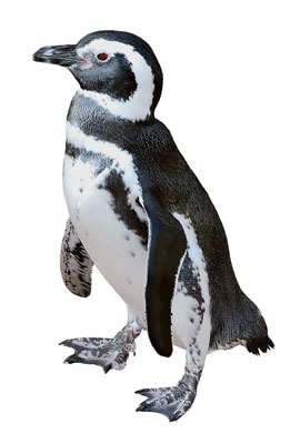 Penguin on white background