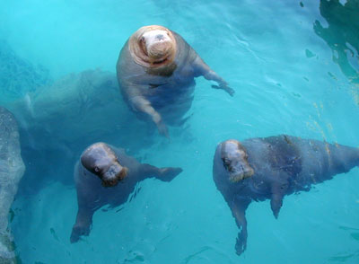 three manatees in the water