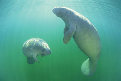 Manatee with calf in the water