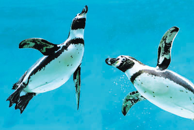 peguins swimming underwater