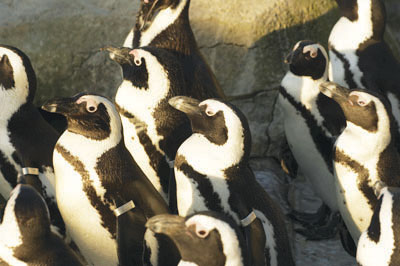 Penguins on land