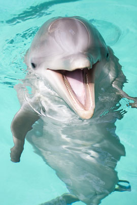 single dolphin that looks happy