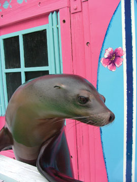 sea lion looking out a window