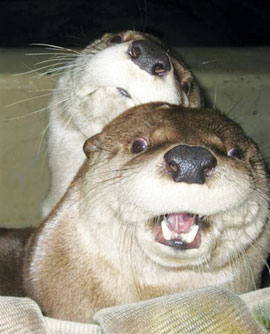 two otters