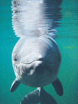 close up of a dolphin