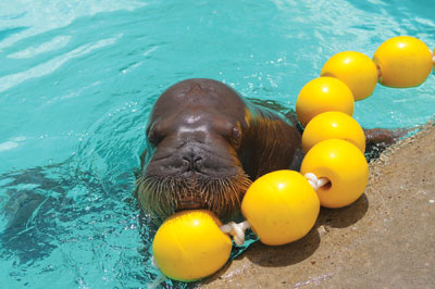 walrus with yellow line