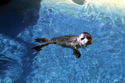 cute seal in the water