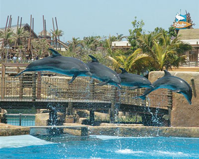 four dolphins jumping out of the water