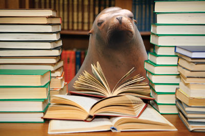 sea lion reading