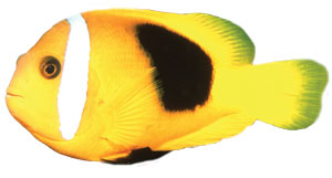 clip of fish 2