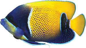 clip of fish 3