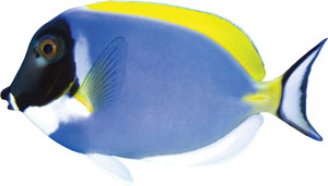 clip of fish 5