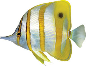 clip of fish 6