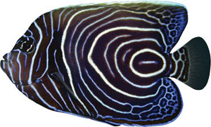 clip of fish 4