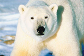 TE - polar bear