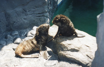 TE - Fur Seal