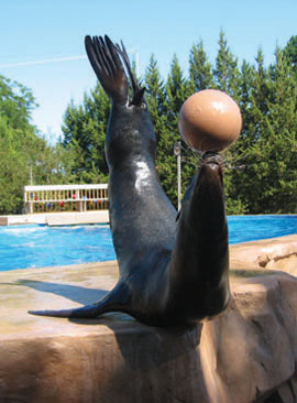 Sea lion balancing a ball