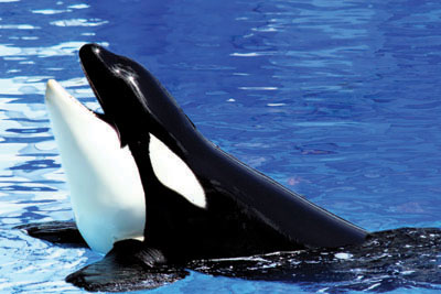 Killer whale with head out of the water