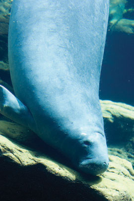 Single manatee under the water