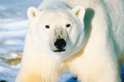 close up of a polar bear