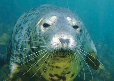 Seal with head sticking out of the water