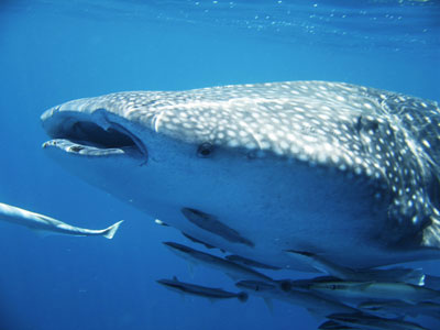 Whale shark swimming with fish