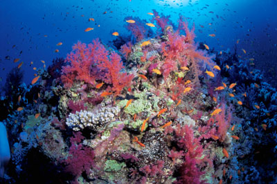 Coral Reef