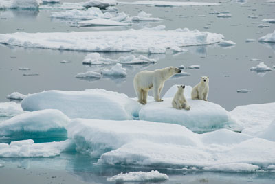 Polar Bears on ice