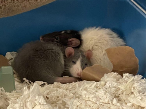 Image for Slide #7 in Gallery #3