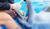 Cetacean Voluntary Tooth Extraction: No string or doorknob required