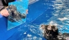 Enrichment Bingo: Diversifying our Pinniped Enrichment Program
