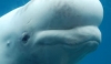 Commitment, Collaboration, Collection: Training Voluntary Semen Collection in a Beluga <em>(Delphinapterus leucas)</em> Utilizing Novel Training Methods