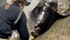 Alternative Therapies for Mobility-Impaired California Sea Lions