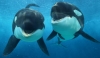 Utilizing Behavioral Conditioning to Assess Hearing Sensitivity Over Time in Killer Whales <em>(Orcinus Orca)</em> Under Managed Care