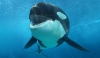 Utilizing Behavioral Conditioning to Assess Hearing Sensitivity Over Time in Killer Whales <em>(Orcinus Orca)</em> Under Managed Care