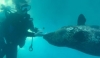 Age is Just a Number: The Underwater Training of a Blind Geriatric Harbor Seal <em>(Phoca vitulina)</em>