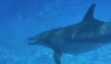 Enrichment for Marine Mammals – Dolphin <em>(Tursiops aduncus)</em> Feeding System to Encourage Natural Behavior for Animal