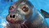 From Russia with Love: How to Earn the Confidence of a Baikal Seal