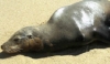 From Sea Lion to "No-See" Lion - The Training and Benefits of a Voluntary Blinding Device for Visually-Impaired Sea Lions