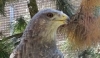 Training Birds of Prey: From Jesses to Complete Free Choice