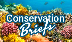 Conservation Briefs