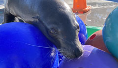 Managing a Stereotypical Behavior in a Rescued California Sea Lion