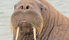 Walrus Research Capabilities: The Zoological Role in Walrus Conservation