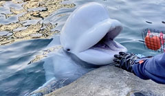 Training Imitation of Novel Sounds in a Beluga <em>(Delphinapterus leucas)</em>