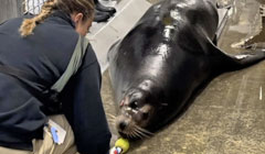 Alternative Therapies for Mobility-Impaired California Sea Lions