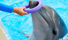 Trainer-Dolphin Relationships: Effects on Cognitive Task Performance