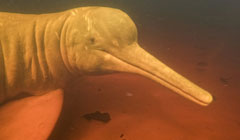 AMERG: Building a Global Network for Aquatic Mammal Emergency Response