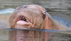 Let’s Get Physical… Therapy: Training a Geriatric Pacific Walrus <em>(Odobenus rosmarus divergens)</em> to Voluntarily  Participate in Physical Therapy Sessions