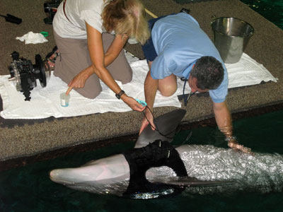 dolphin receiving medical attention