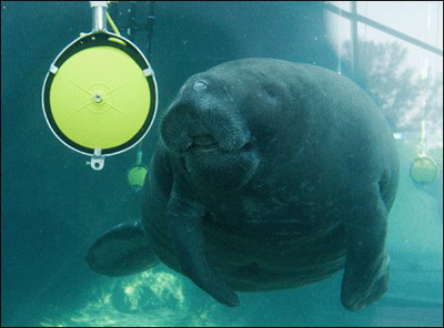 Manatee Pic for Research Grant Manatee Pic for Research Grant